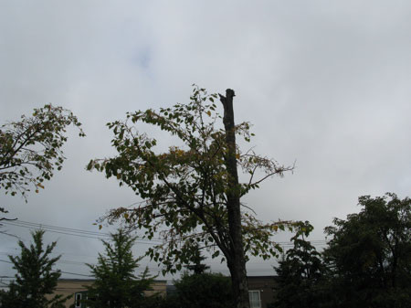 f:id:elmikamino:20080830103815j:image