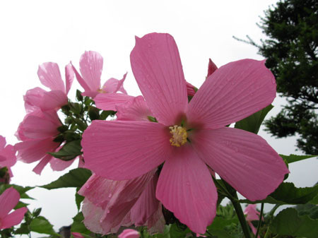 f:id:elmikamino:20080830103816j:image