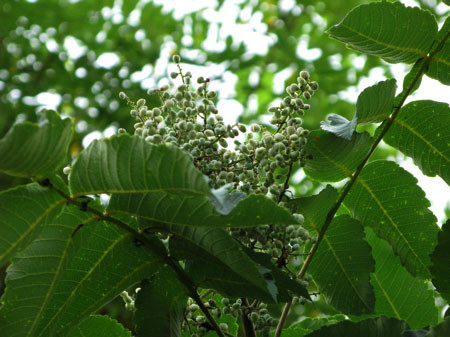 f:id:elmikamino:20080830200946j:image