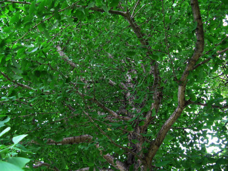 f:id:elmikamino:20080830200948j:image