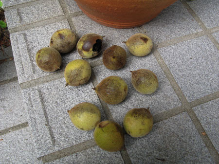 f:id:elmikamino:20080831112321j:image