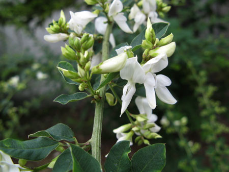 f:id:elmikamino:20080831112322j:image