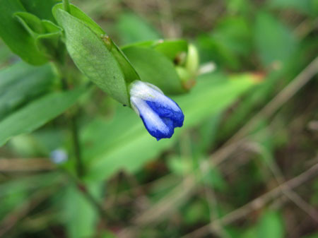 f:id:elmikamino:20080831112323j:image