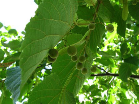 f:id:elmikamino:20080904084324j:image