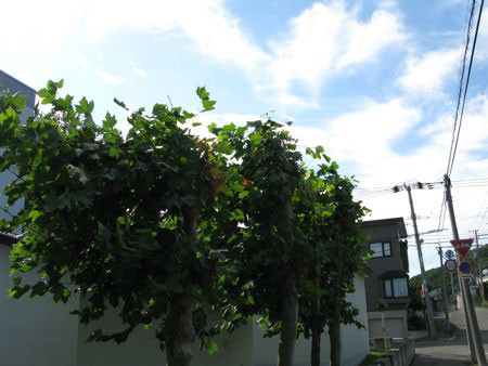f:id:elmikamino:20080904085553j:image