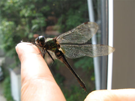f:id:elmikamino:20080906115344j:image