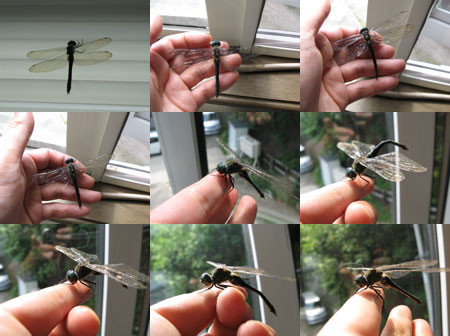 f:id:elmikamino:20080906115345j:image