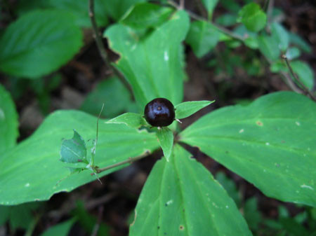 f:id:elmikamino:20080912185806j:image