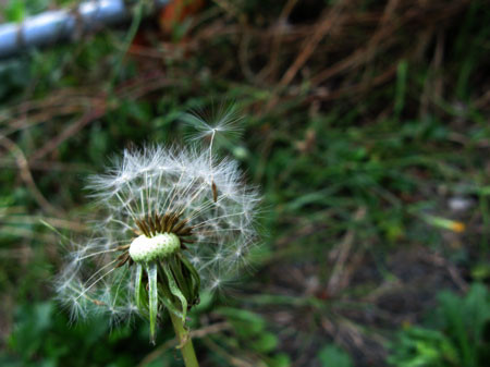 f:id:elmikamino:20080913112321j:image