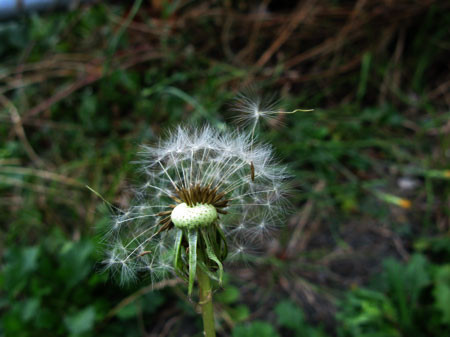 f:id:elmikamino:20080913112322j:image