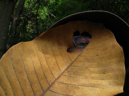 f:id:elmikamino:20080913135414j:image