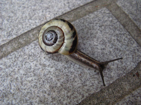 f:id:elmikamino:20081004151106j:image