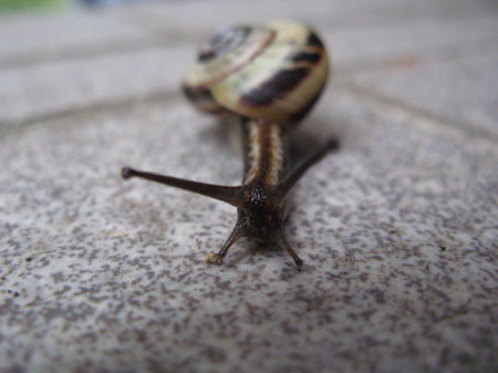 f:id:elmikamino:20081004151107j:image
