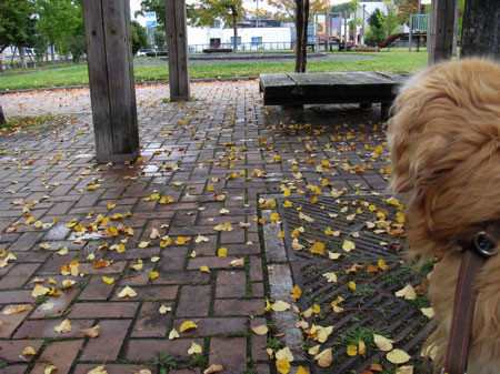 f:id:elmikamino:20081007222601j:image