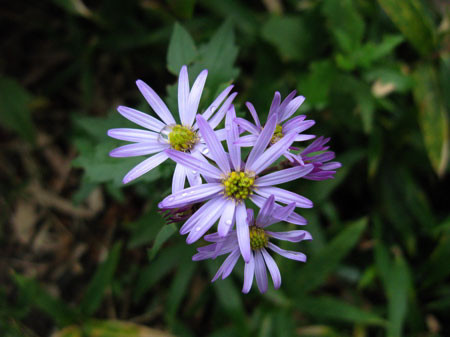 f:id:elmikamino:20081007222603j:image