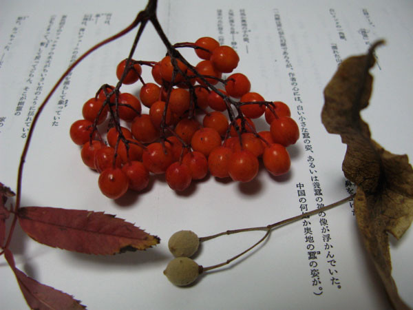 f:id:elmikamino:20081025173822j:image