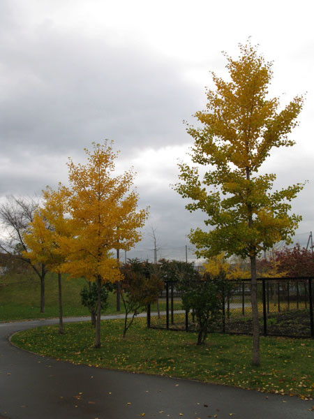 f:id:elmikamino:20081027094450j:image