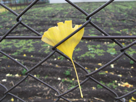 f:id:elmikamino:20081027094451j:image