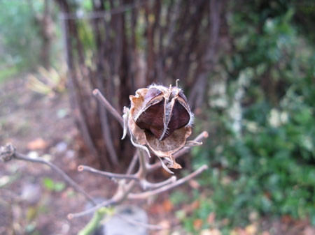 f:id:elmikamino:20081027094452j:image