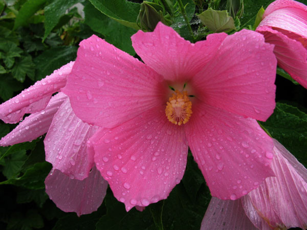 f:id:elmikamino:20081108155733j:image