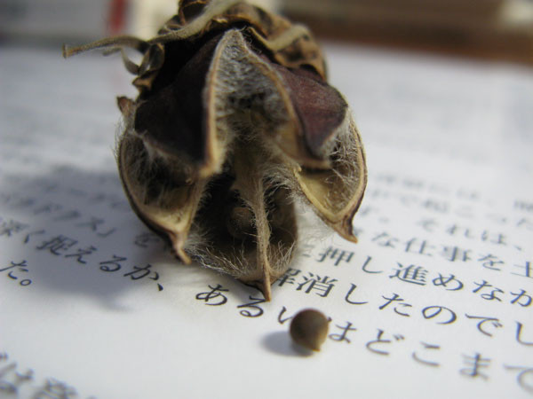 f:id:elmikamino:20081108155736j:image