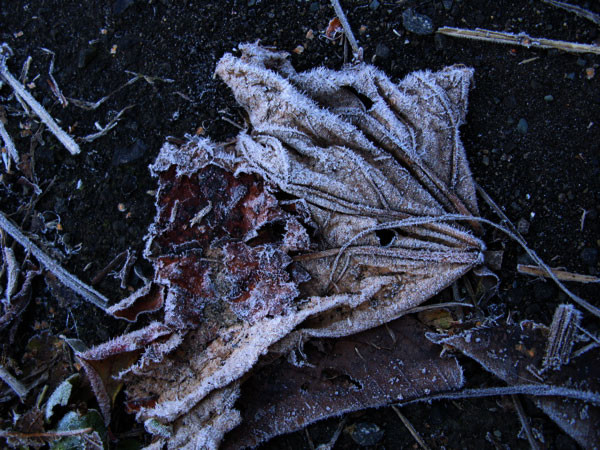 f:id:elmikamino:20081112120140j:image