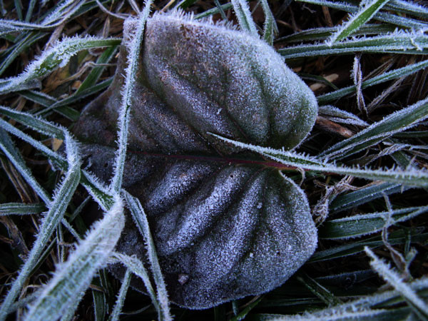 f:id:elmikamino:20081112120141j:image