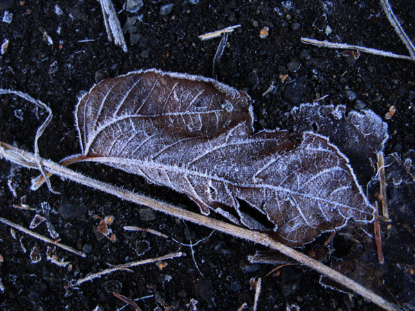 f:id:elmikamino:20081112120142j:image