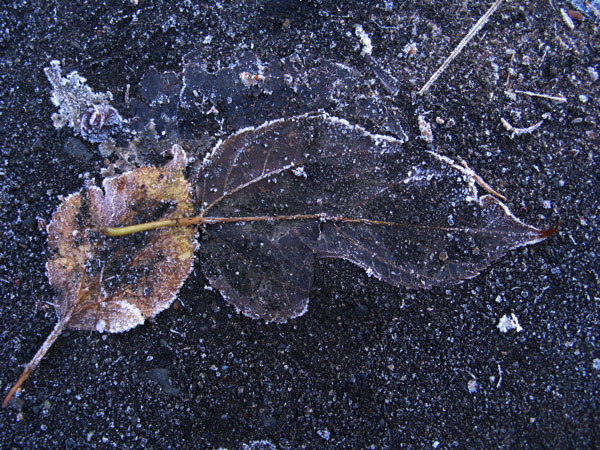f:id:elmikamino:20081112120143j:image