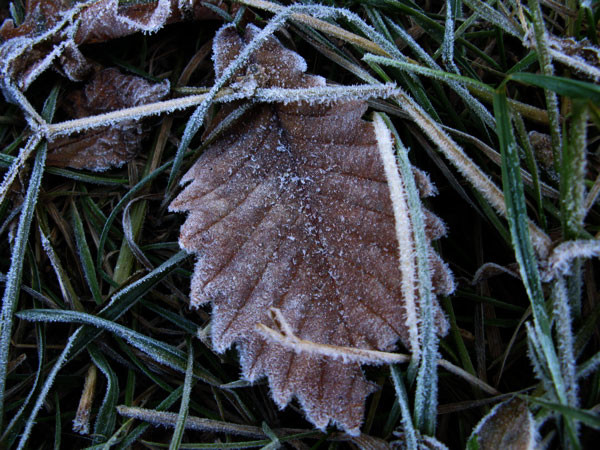 f:id:elmikamino:20081112120144j:image