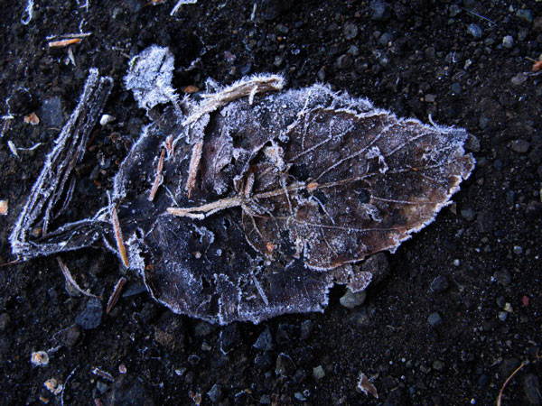 f:id:elmikamino:20081112120145j:image