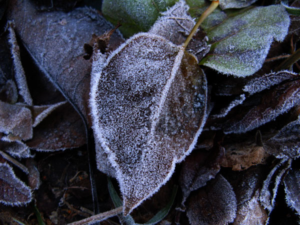 f:id:elmikamino:20081112120146j:image