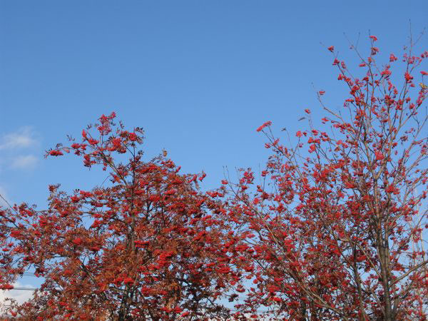 f:id:elmikamino:20081117085542j:image