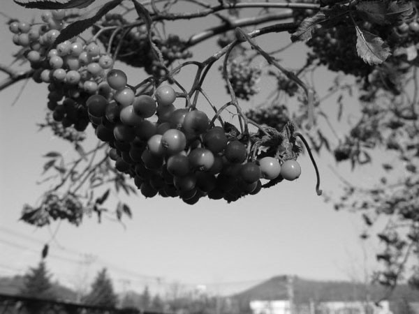 f:id:elmikamino:20081118004330j:image