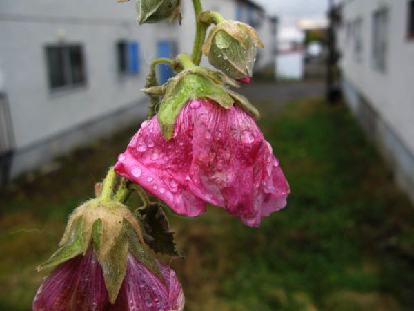 f:id:elmikamino:20081118083557j:image