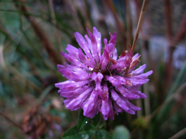 f:id:elmikamino:20081118083710j:image