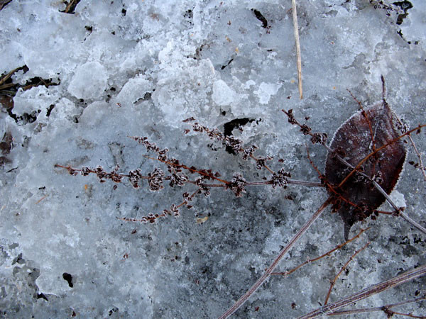 f:id:elmikamino:20081203120146j:image