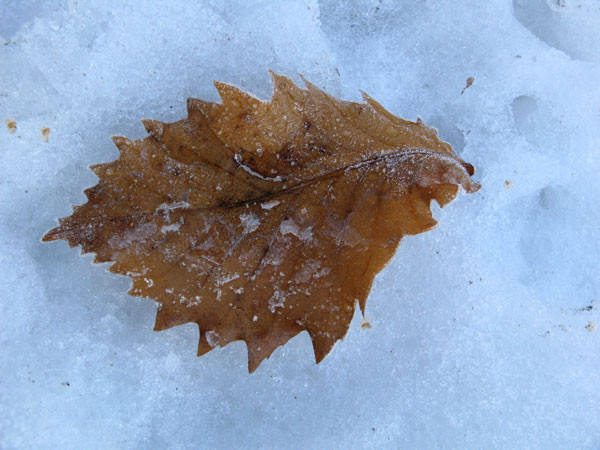 f:id:elmikamino:20081203120147j:image