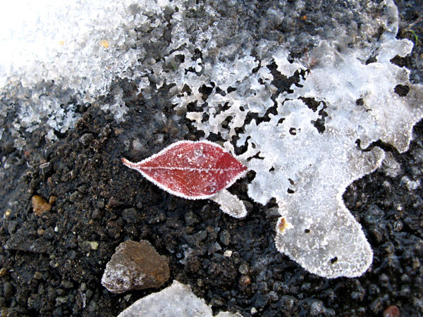 f:id:elmikamino:20081203120148j:image