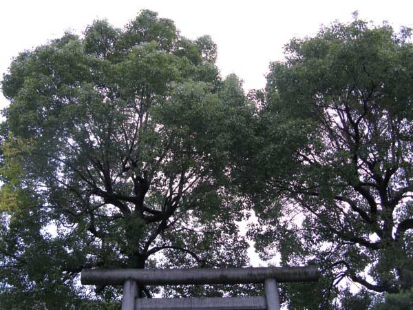 f:id:elmikamino:20081216235906j:image