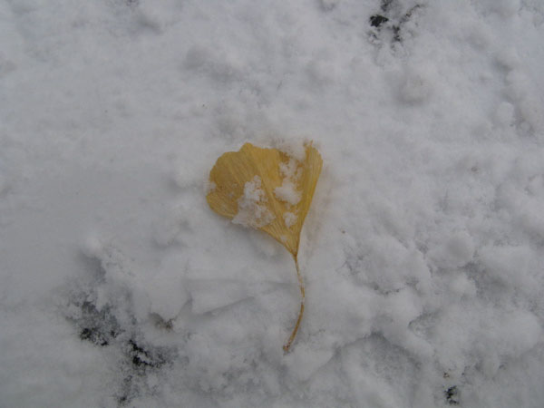 f:id:elmikamino:20081222103912j:image:w450