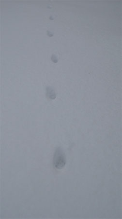 f:id:elmikamino:20081222103914j:image