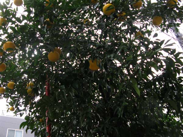 f:id:elmikamino:20081222104843j:image:w450