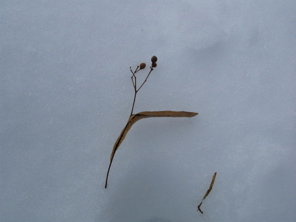 f:id:elmikamino:20090101105557j:image:w450