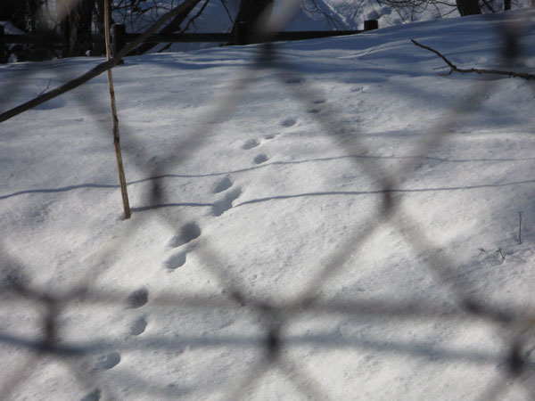 f:id:elmikamino:20090108192109j:image