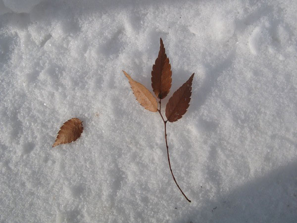 f:id:elmikamino:20090113093507j:image