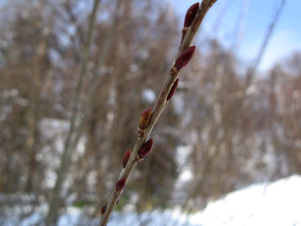 f:id:elmikamino:20090114113822j:image
