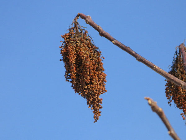 f:id:elmikamino:20090118113551j:image