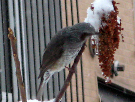 f:id:elmikamino:20090121163318j:image