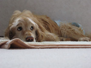 f:id:elmikamino:20090124163013j:image